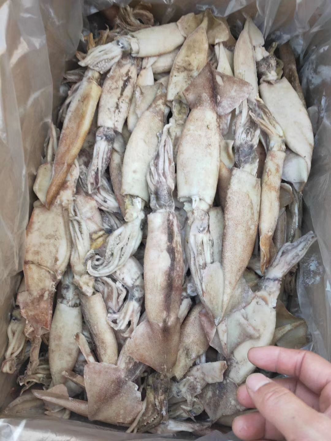  鱿鱼小鱿鱼大量供应一斤6，7条价格便