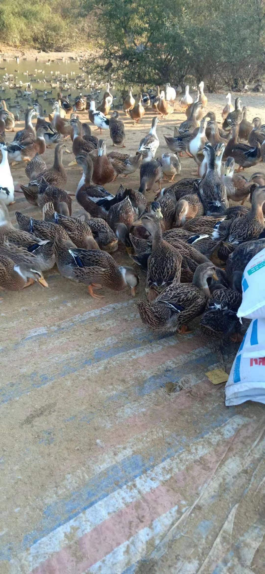 水库全散养麻鸭批发