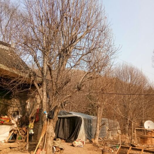 南召县 大规格紫玉兰，直径30/40/50