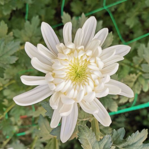 新沂市黄白菊  个种规格菊花