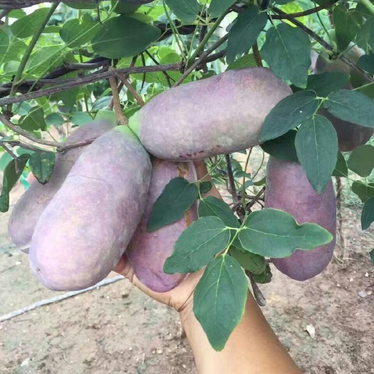 鄱阳县八月瓜苗  出售八月瓜少籽品种苗，假一赔十