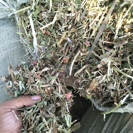 新沂市 优质花生秧无土无膜
