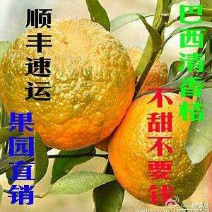 融安县青桔 砂糖桔