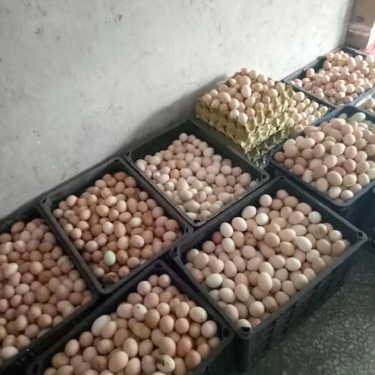 涟源市 李子湾散养跑山鸡，土鸡蛋