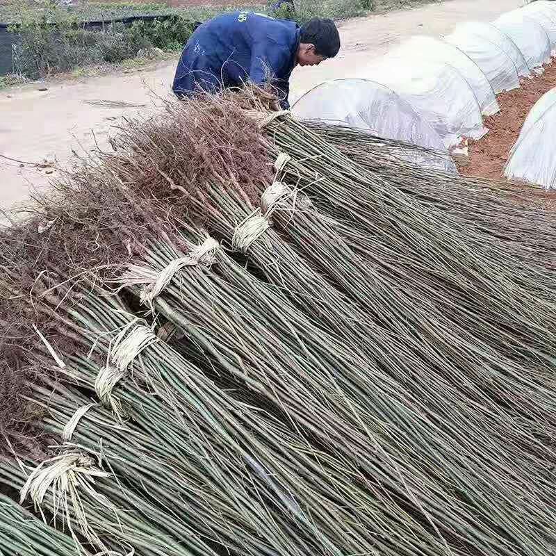青钱柳