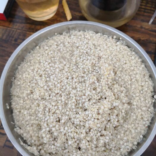西宁白藜麦 今年新品种，发芽率高，口感好。