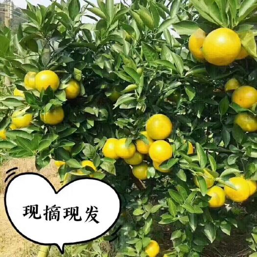 仁化县皇帝柑 自家农田种植，诚信交易