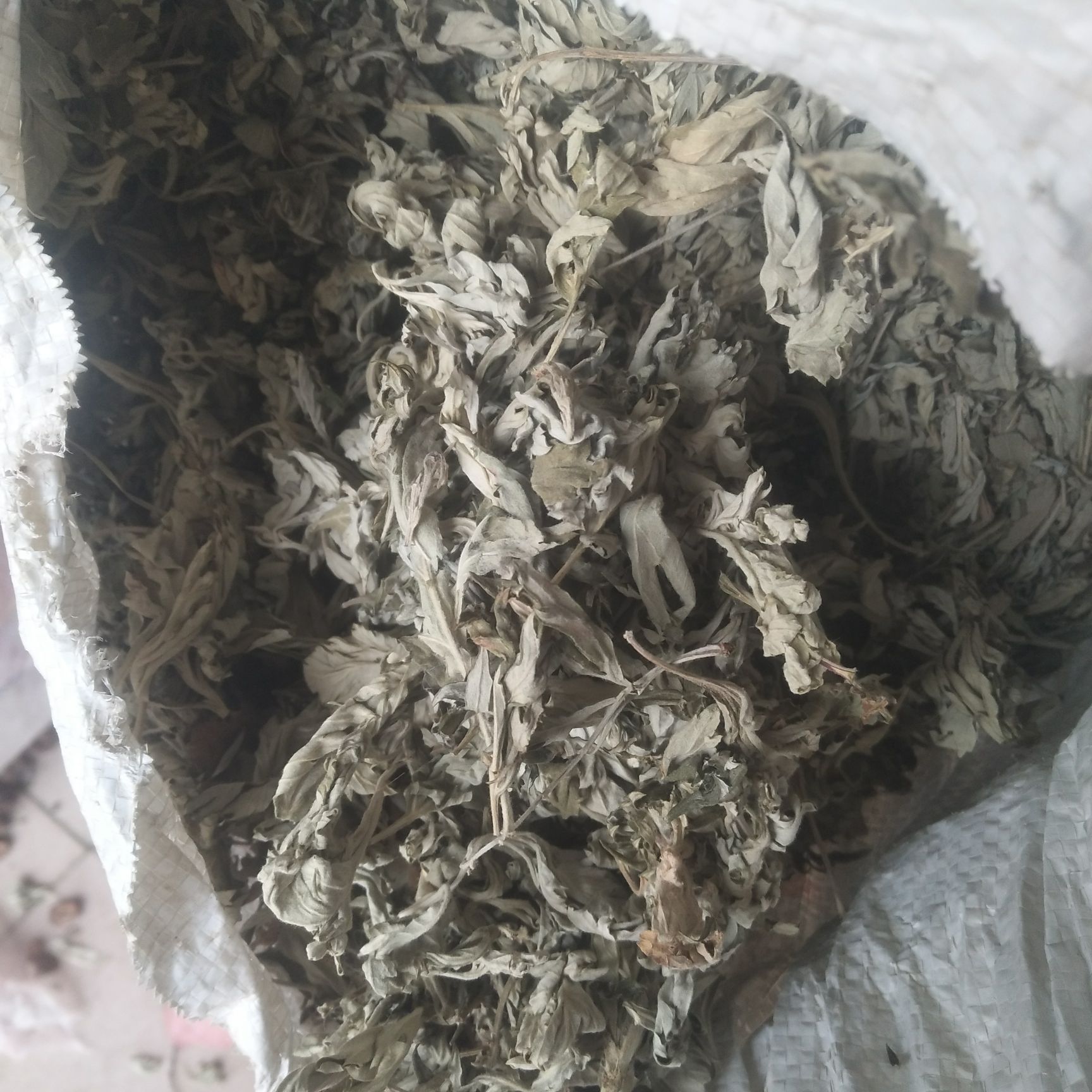 艾草  艾葉，純?nèi)~，保證質(zhì)量，不滿意可以退貨