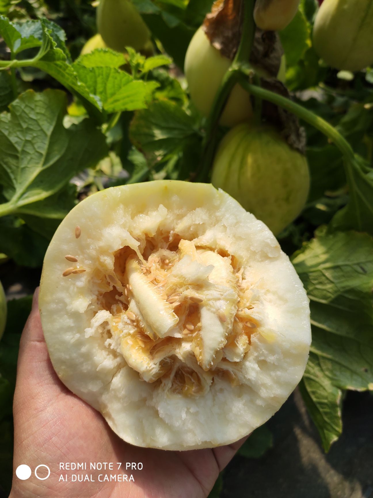 白玉甜瓜种子 油皮大果  超早甜   脆甜，含糖20度，亩产