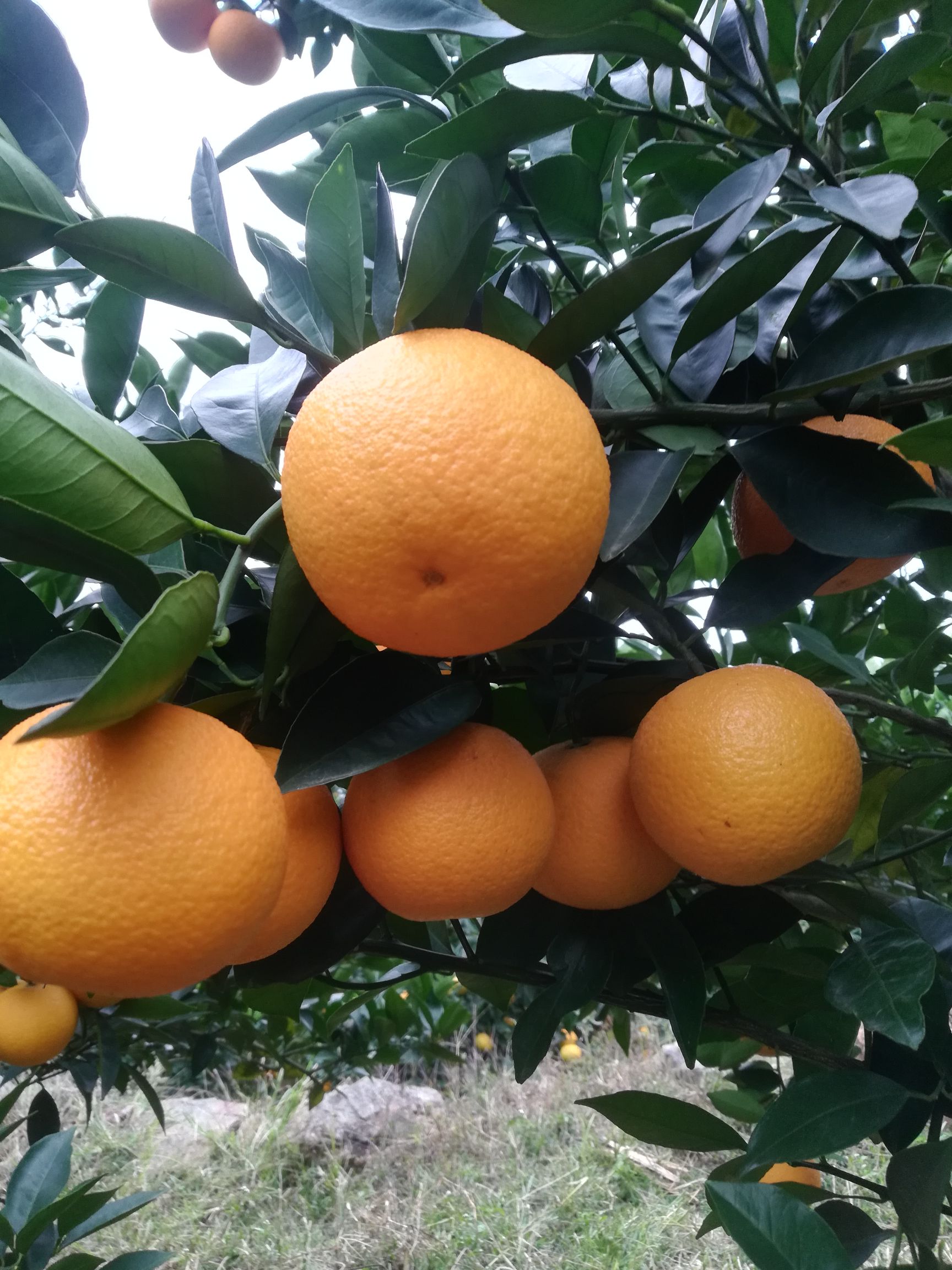 蜜香橙 大量蜜香上市