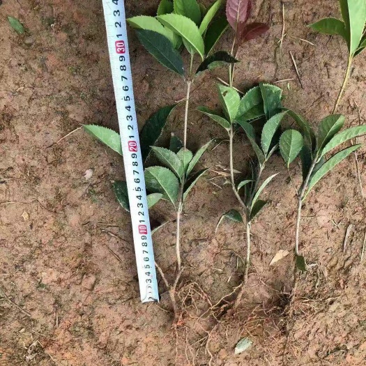 枣庄 五彩桂小苗