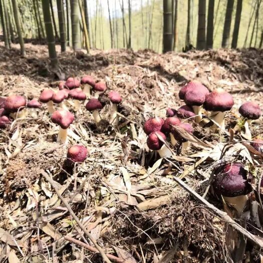 赤水市 贵州竹林（赤松茸）  无污染竹林下种植，更鲜更有机。