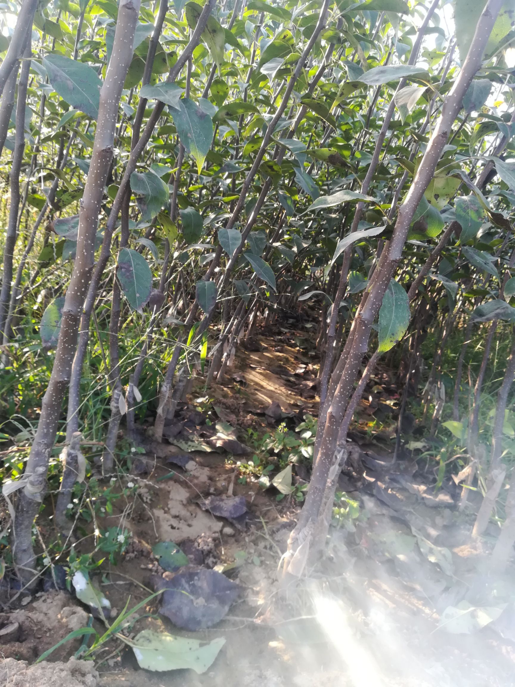  红香酥梨苗 假一赔十 南北方种植 不结果包赔