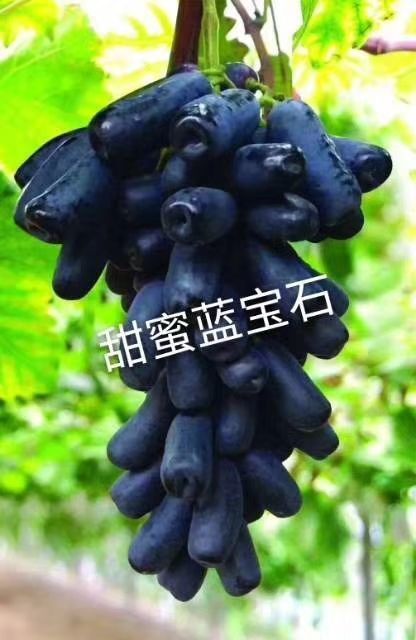 兴城市蓝宝石葡萄苗