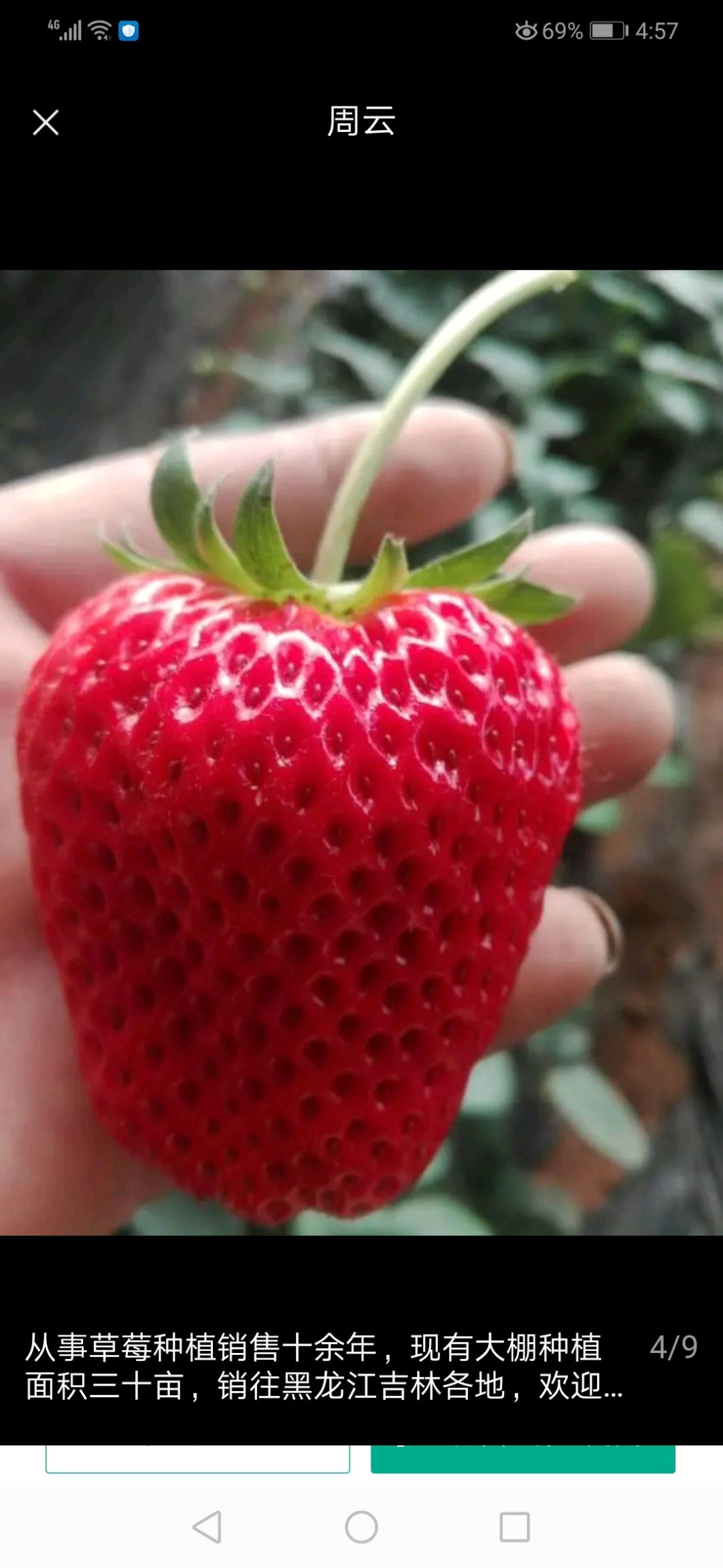  丹东久久草莓，承接各大电商，商户对接服务