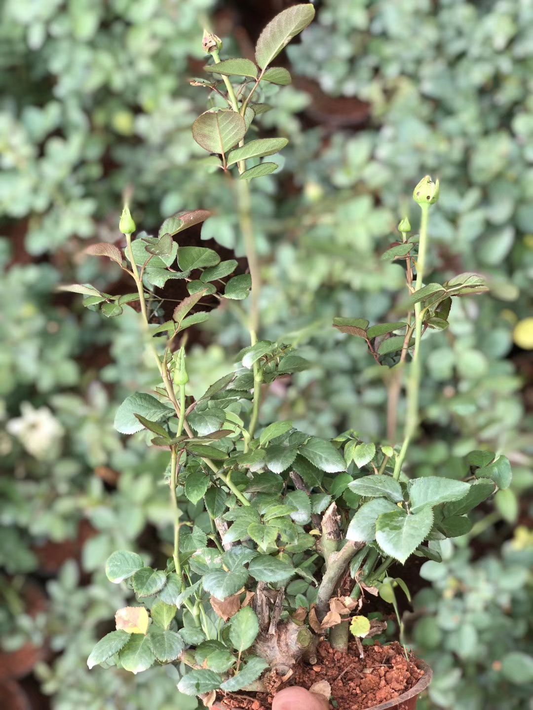  需要阳台月季盆景的老板和我联系了