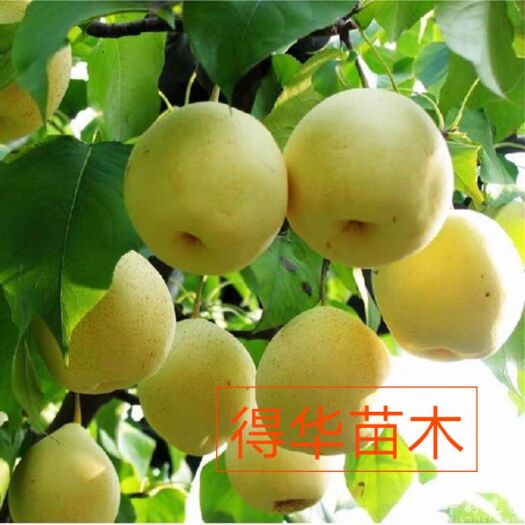 平邑县金秋梨苗 秋月翠皮香梨基地直销，死苗免费补发。