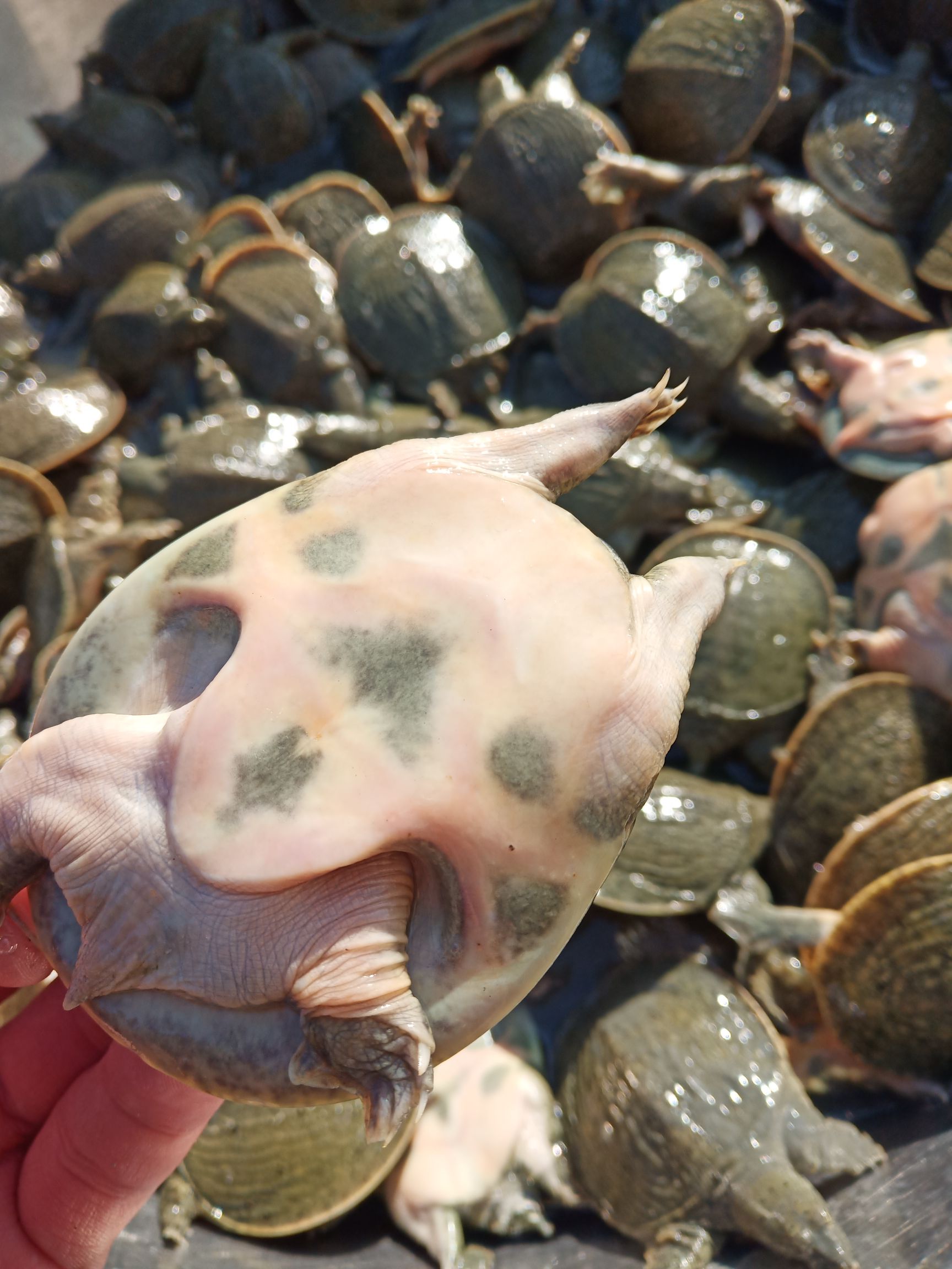 [中華鱉苗批發] 中華鱉甲魚苗(產地直銷)歡迎塘口拿貨價格4.2元/尾 10