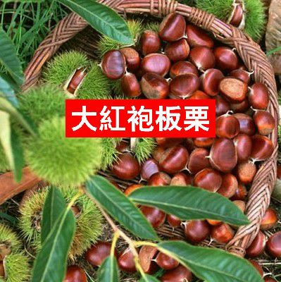 板栗苗 大红袍板栗苗 优质嫁接苗 基地直销包品种
