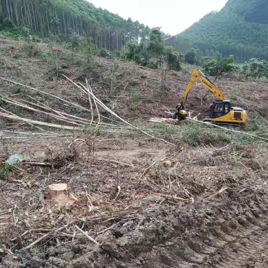 钦州 林场采伐树枝
