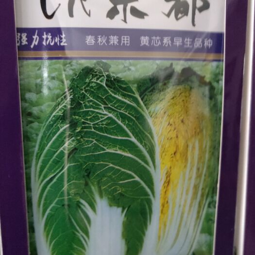 梅河口市白菜种子  京都