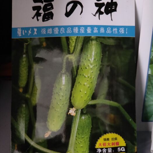 梅河口市黄瓜种子 日本黄瓜
