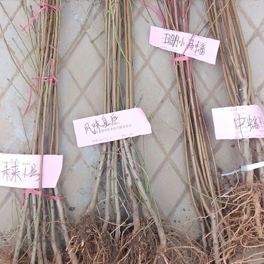 临朐县桃树嫁接枝条 嫁接枝条