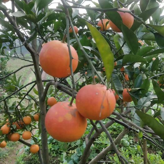 富顺县 甜橙