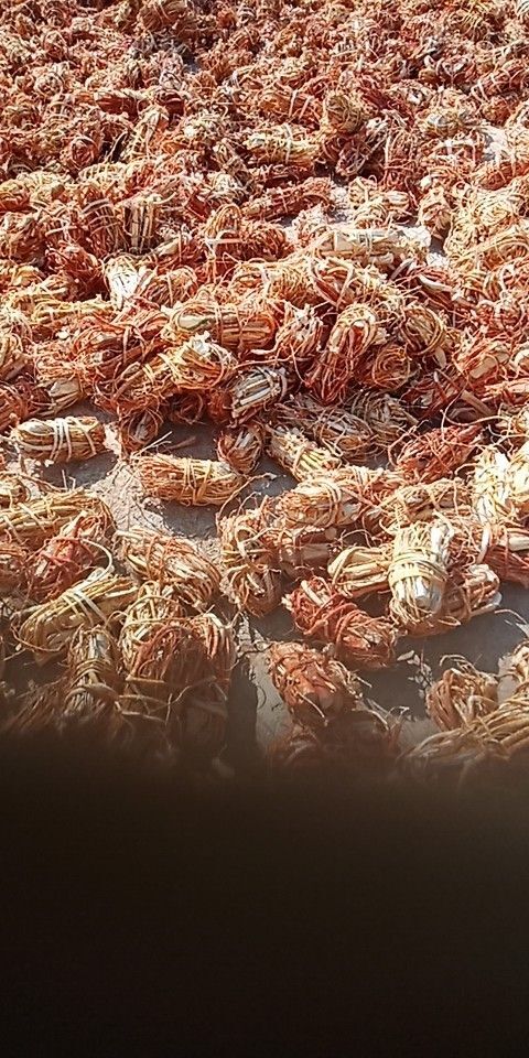 玉林五指毛桃
