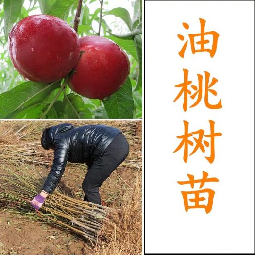 平邑县油桃苗  油桃树苗 中油桃树苗 优质嫁接苗 基地直销 保品种