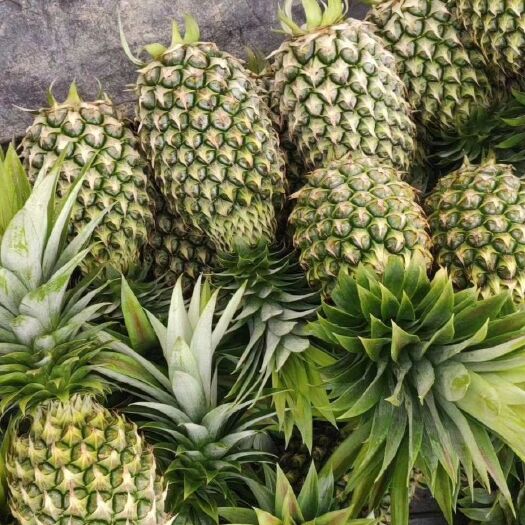 澄迈县 海南甜蜜蜜凤梨 产地直供 品质保证 货源稳定