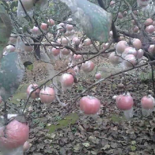 安平县 富士苹果