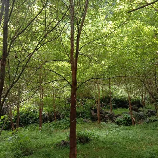 田东县 优质香樟树