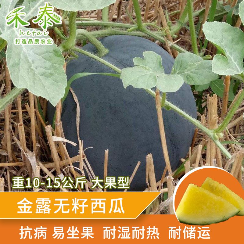 金露无籽西瓜种子黑皮黄瓤无籽西瓜高糖皮薄耐裂耐贮耐重茬大果