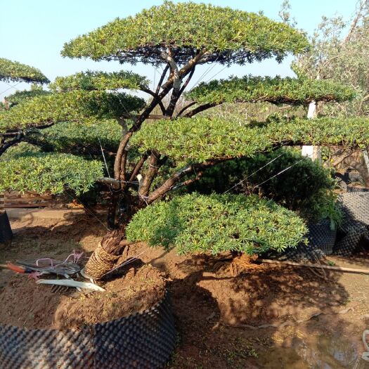 沭阳县造型罗汉松