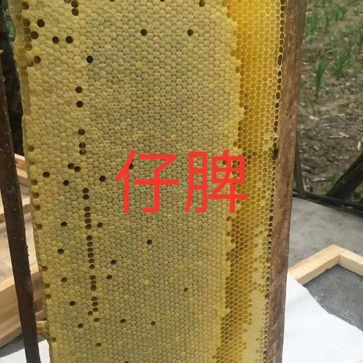 渠县阿坝中蜂王 出售阿坝中蜂