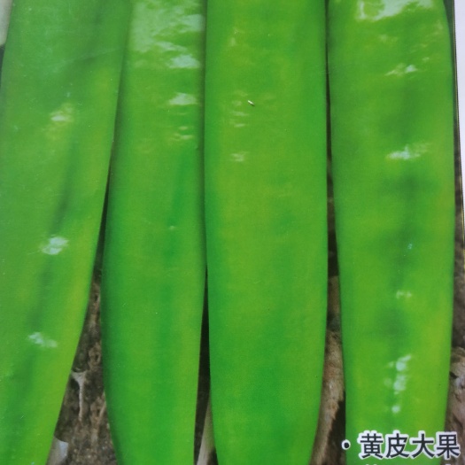 儋州市黄皮辣椒 l黄皮尖椒