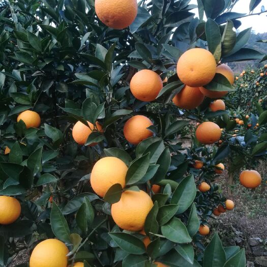 灵川县蜜香橙 大量蜜香上市