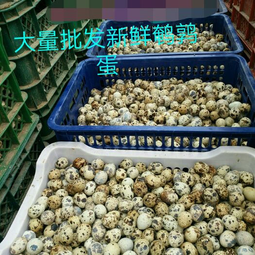 菏泽土鹌鹑蛋 食用 箱装