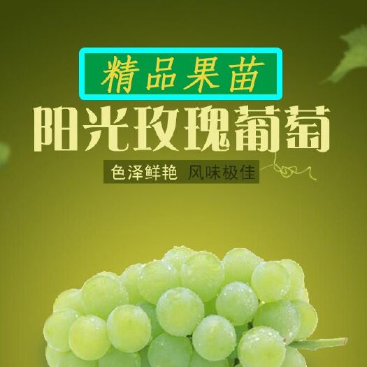 平邑县 阳光玫瑰葡萄苗 满30减5 规格齐全  死苗补发