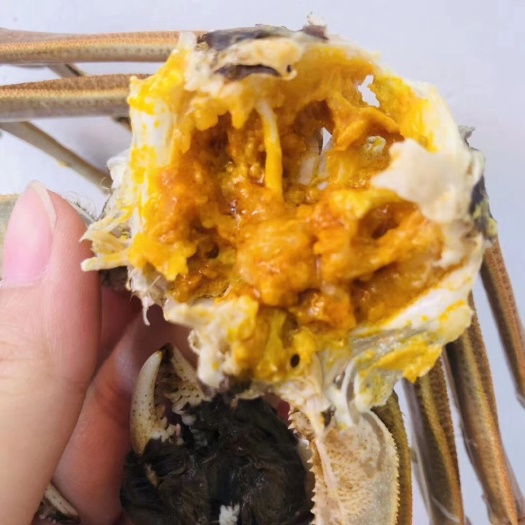洪湖市 洪湖清水大闸蟹
