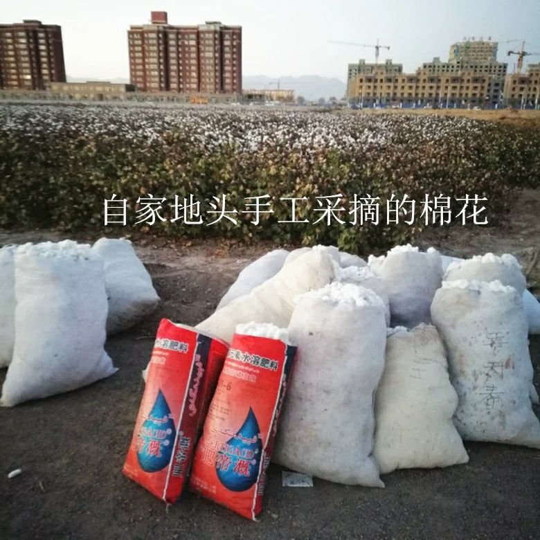 新疆特一級長絨棉花皮棉帶籽棉花支持定制，批發(fā)零售可議價
