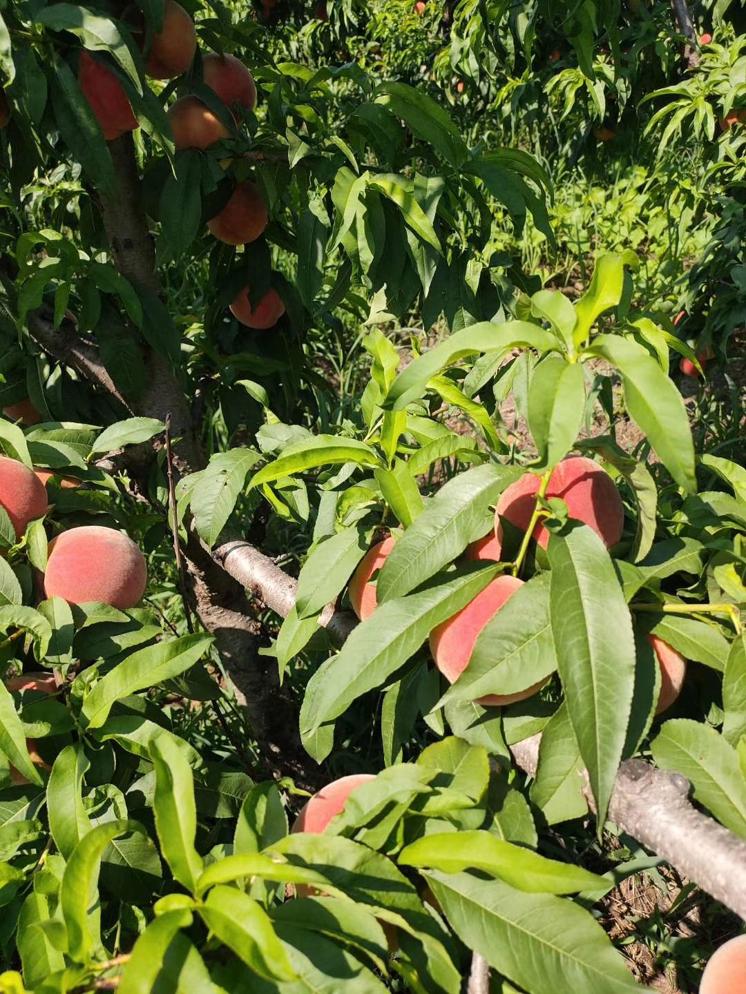 桃树嫁接枝条 桃树枝条，嫁接用