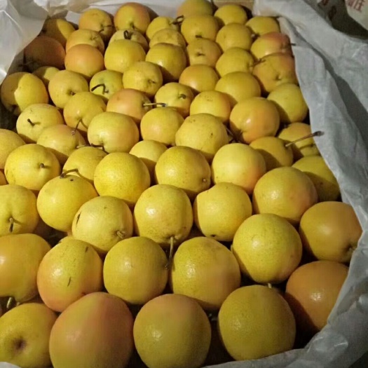 绥中县 绥中白梨，花梨，