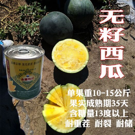 金露无籽西瓜种子黑皮黄瓤无籽西瓜高糖皮薄耐裂耐贮耐重茬大果