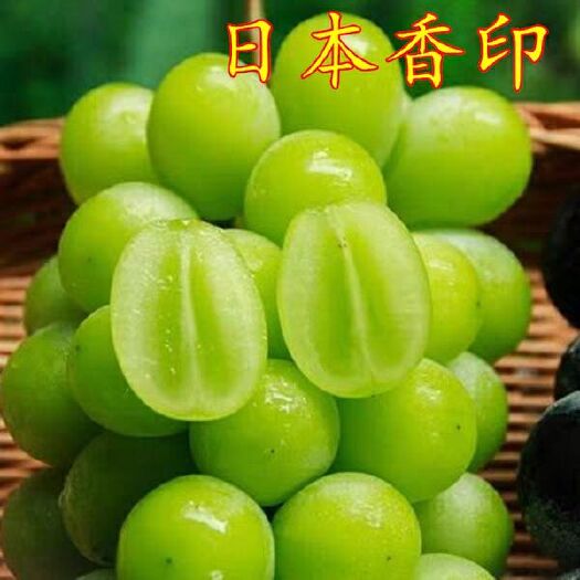 平邑县 新品种日本香印阳光玫瑰葡萄苗当年结果南北种植可地栽可盆栽