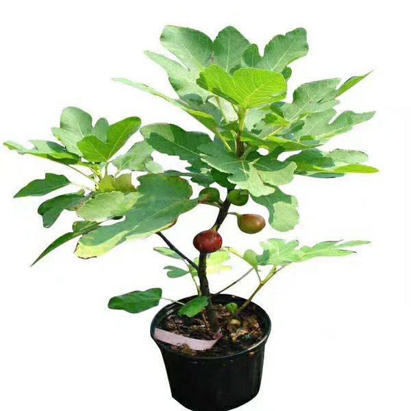  波姬红无花果苗包成活率包高产量现挖现发保湿发货