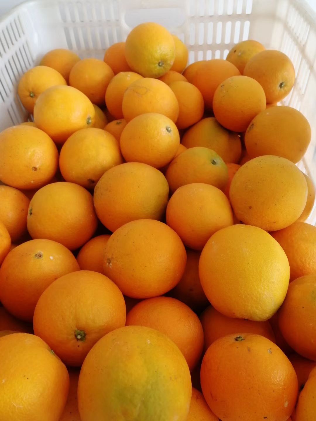 江西赣州赣南脐橙批发现摘上车