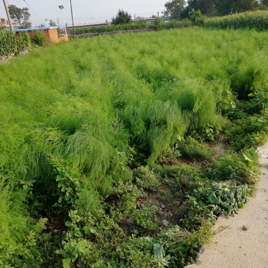 调兵山市 绿芦笋