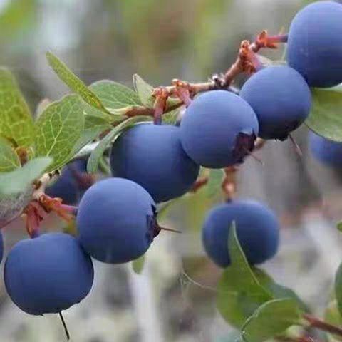 平邑县 优质蓝莓苗自产自销只卖好苗包结果